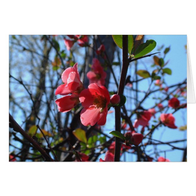 Crab Apple Blossom (Front Horizontal)