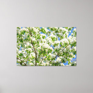 Crab apple blossom canvas print