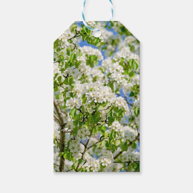 Crab apple blossom gift tags (Front)