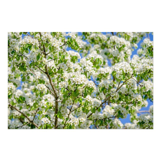 Crab apple blossom photo print (Front)