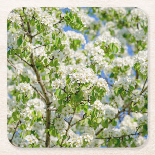 Crab apple blossom square paper coaster
