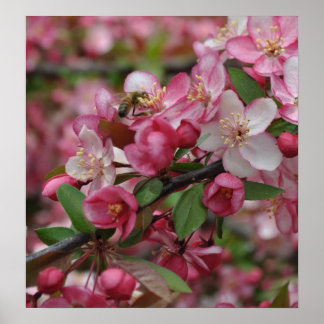 Crab Apple Blossoms Poster