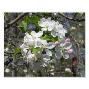 Crab Apple Tree Blossoms Photo Print