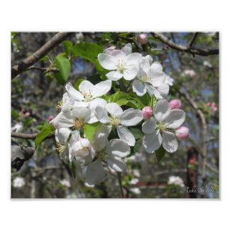 Crab Apple Tree Blossoms Photo Print