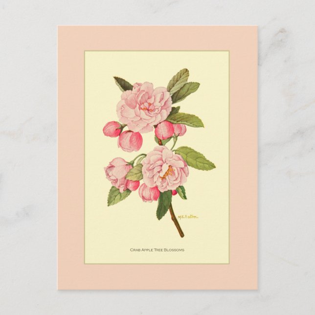 Crab Apple Tree Blossoms Postcard (Front)