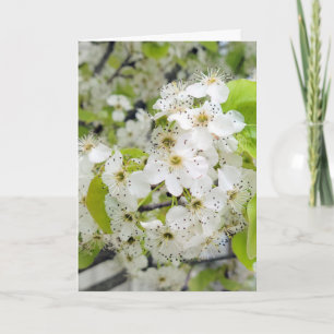 Crab Apple Tree Blossoms Sympathy Card
