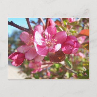 Crab Apple Tree in Bloom Postcard