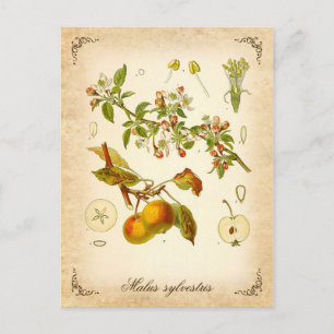 Crab apple - vintage illustration postcard