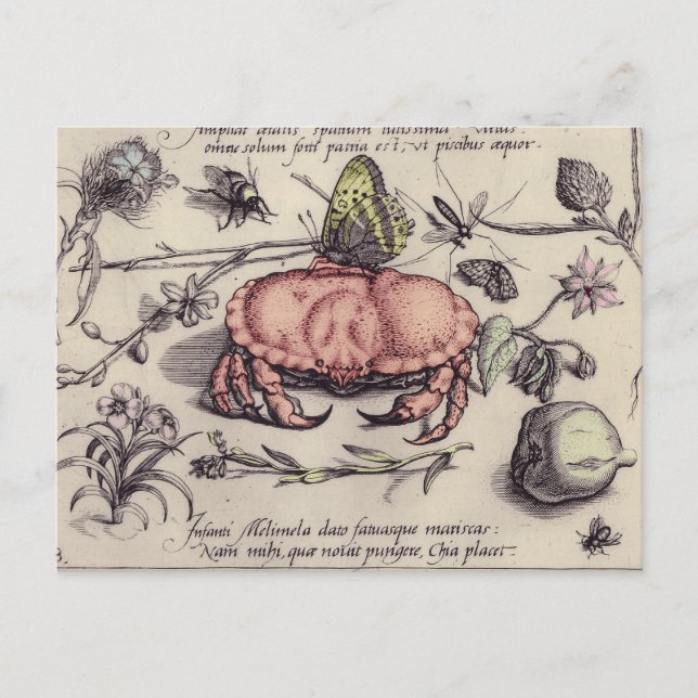 Crab Botanical Insect Flower Illustration Postcard (Front)
