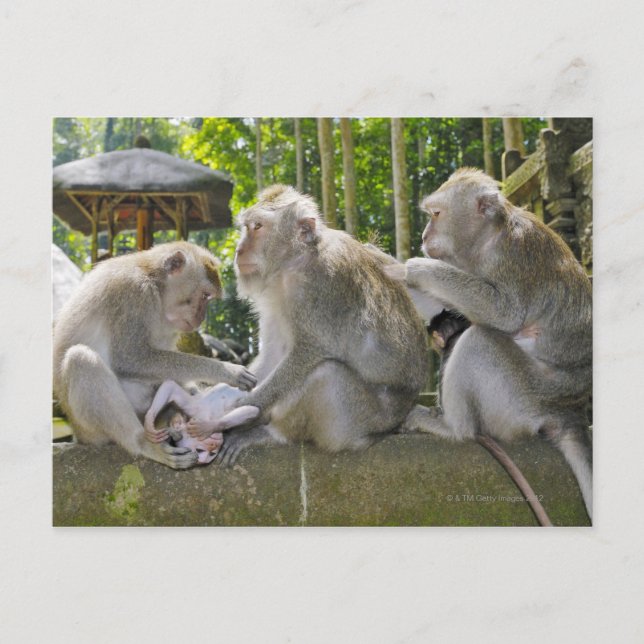 Crab-eating Macaque, Macaca fasciularis, in Ubud Postcard (Front)