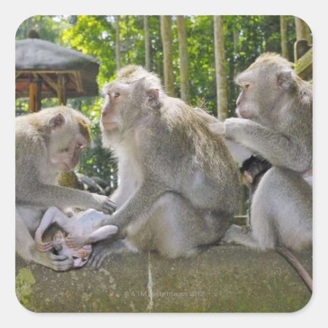 Crab-eating Macaque, Macaca fasciularis, in Ubud Square Sticker (Front)