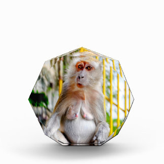 Crab-eating macaque photo block