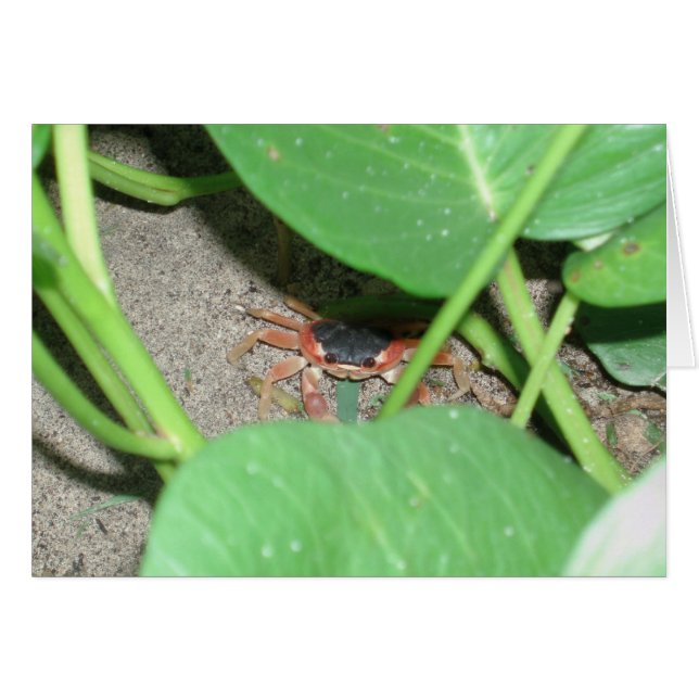 Crab hiding card (Front Horizontal)