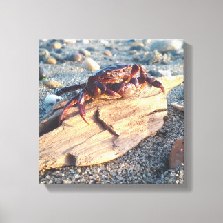 Crab on Driftwood Canvas Print