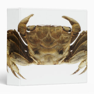 Crab on white background binder