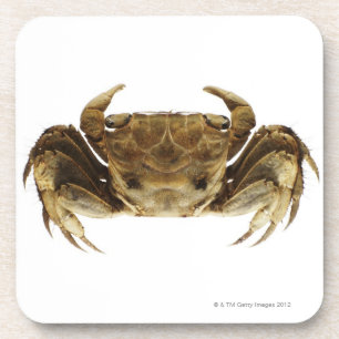 Crab on white background coaster