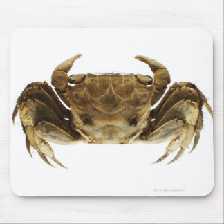 Crab on white background mouse pad