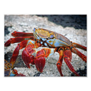 Crab photo print