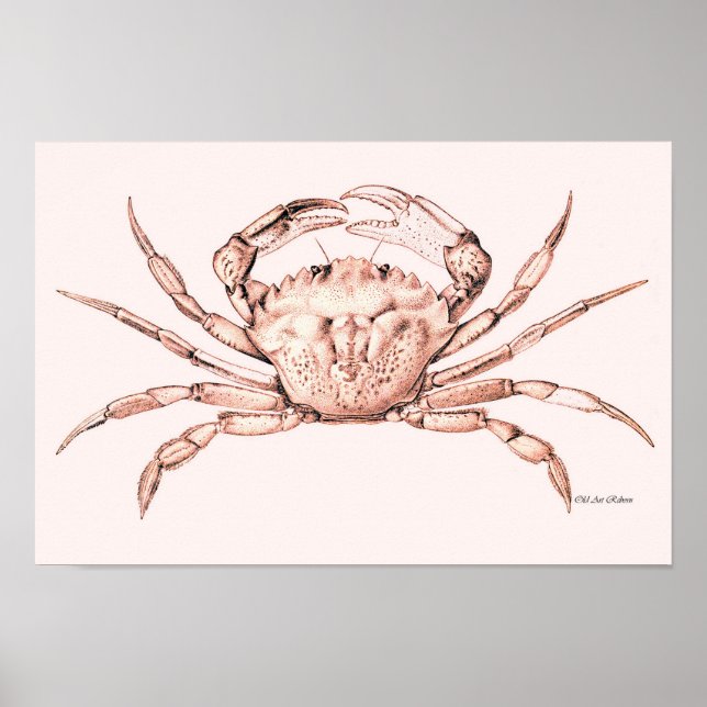 Crab Poster ~ Green Crab (Front)