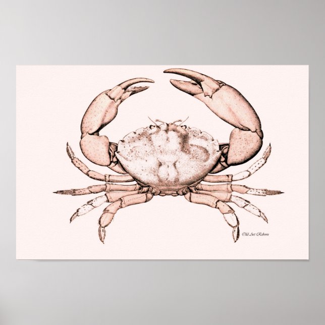 Crab Poster ~ Stone Crab (Front)