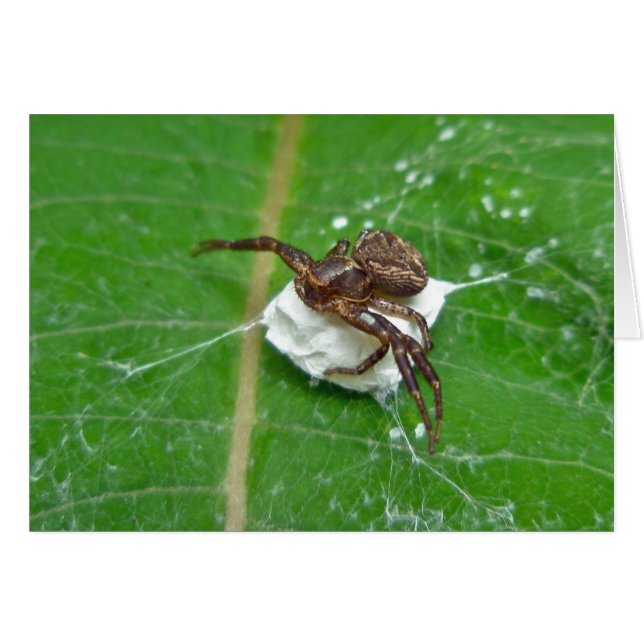 Crab Spider on Milkweed Coordinating Items (Front Horizontal)