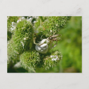 Crab Spider on Mint Postcard