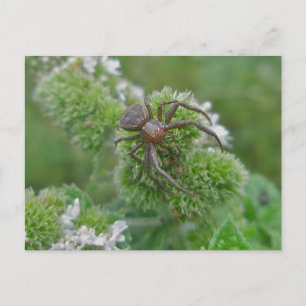 Crab Spider on Mint Postcard