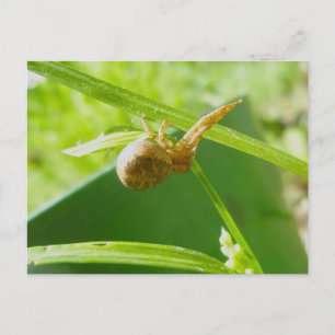 Crab Spider Thomisid Postcard