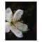 Crabapple Blossom