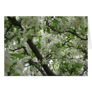 Crabapple blossoms
