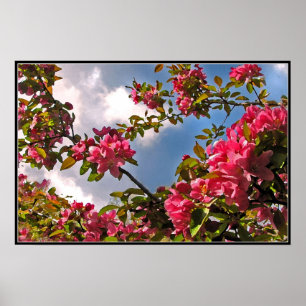 Crabapple Blossoms Poster