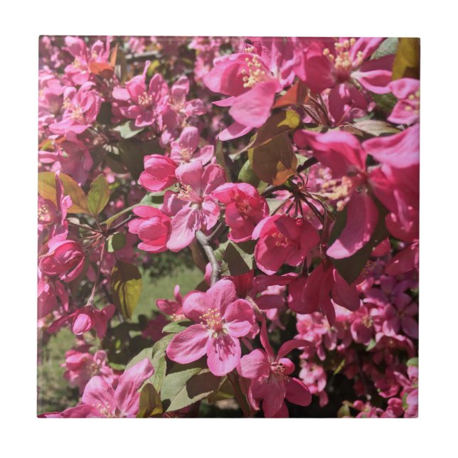 Crabapple Blossoms Tile (Front)