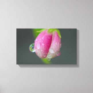 Crabapple Blossum Closup Canvas Print