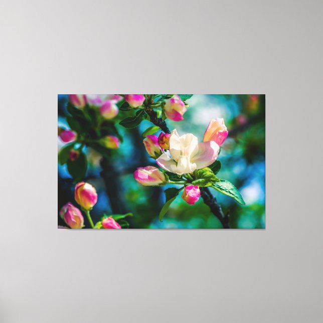 Crabapple flower and buds canvas print (Front)