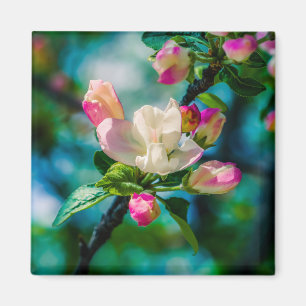 Crabapple flower and buds magnet
