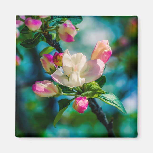 Crabapple flower and buds magnet (Front)