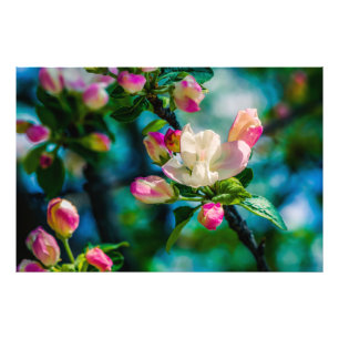 Crabapple flower and buds photo print