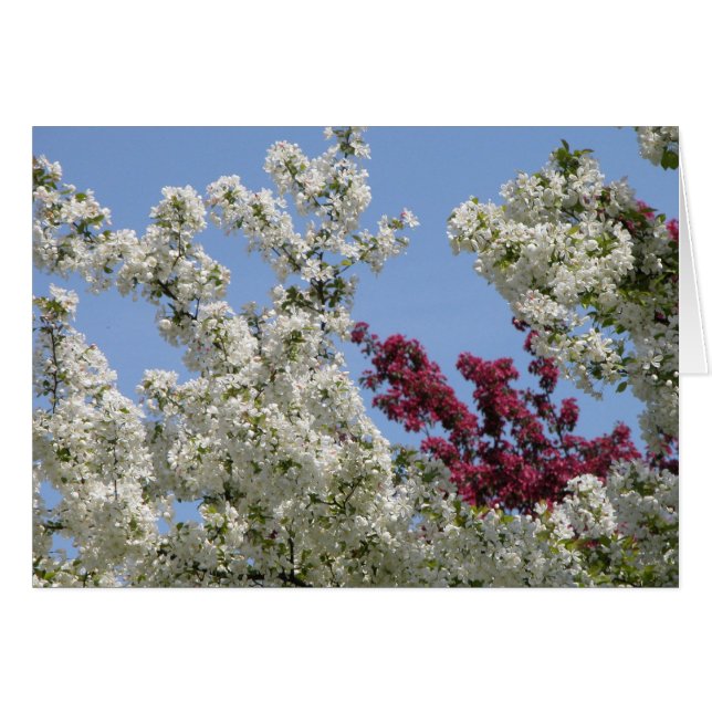 Crabapples in the Arboretum (Front Horizontal)