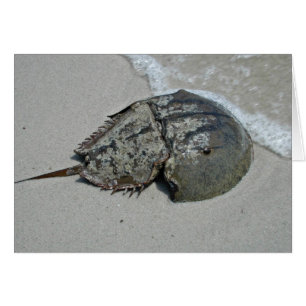 Crabe en fer à cheval - mâle