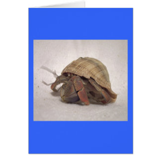 Crabe hermite #8
