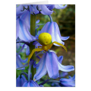 Crabe jaune / Araignée de fleurs