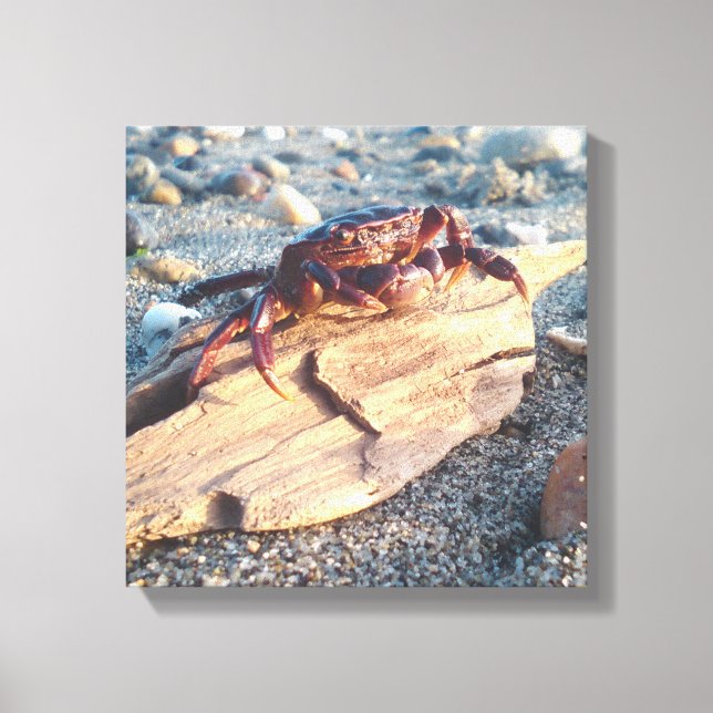 Crabe sur toile de bois flotté Imprimer (Recto)