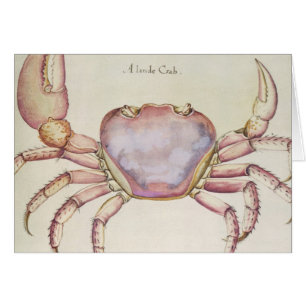 Crabe terrestre