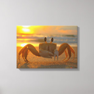 Crabe terrestre au papier de toile couché du solei