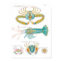 Crabs and Shrimp on any background