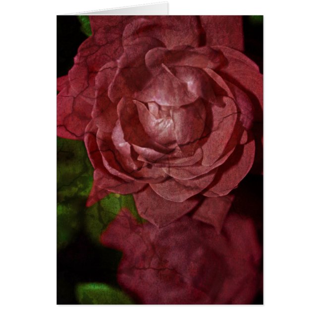 Cracked Red Rose by Shirley Taylor (Front)