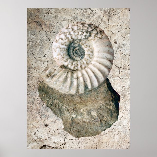 CRACKED SPIRAL NAUTILUS SHELL POSTER (Front)