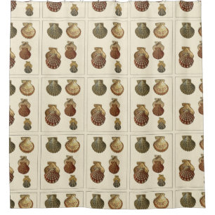 Crackled Antique Shells