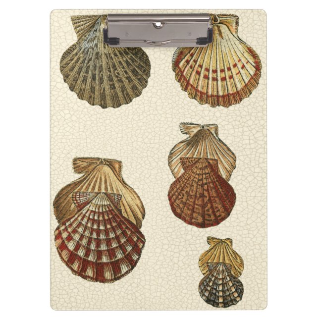 Crackled Antique Shells Clipboard (Front)