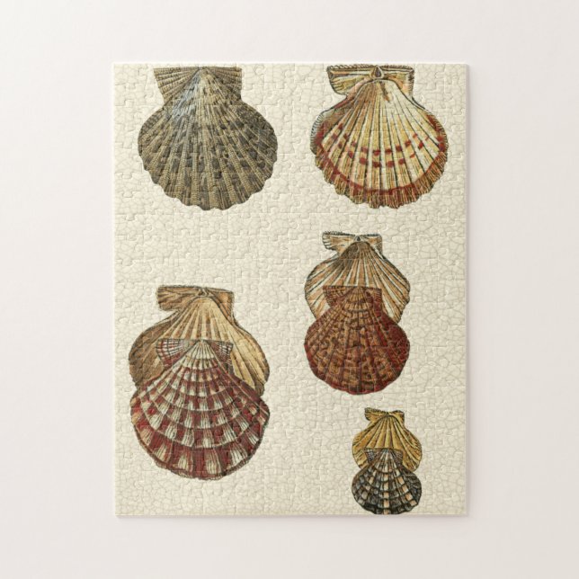 Crackled Antique Shells Jigsaw Puzzle (Vertical)
